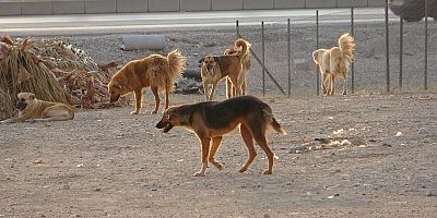 SOKAK KÖPEĞİ DEHŞETİ.HAYATINI KAYBETTİ