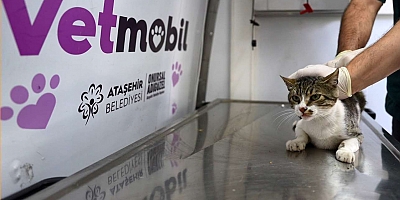 KEDİLERİN MAMASI ...BELEDİYESİ’NDEN